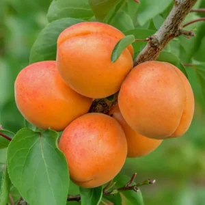 Hardy Apricot Tree Starter Plant - Red Fruit, 8-12 Inch, Self-Pollinating, Zones 5-8
