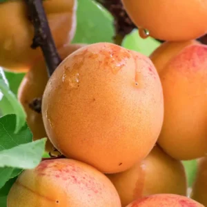 Hardy Apricot Tree Starter Plant - Red Fruit, 8-12 Inch, Self-Pollinating, Zones 5-8