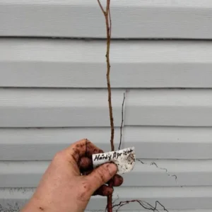 Hardy Apricot Tree Starter Plant - Red Fruit, 8-12 Inch, Self-Pollinating, Zones 5-8