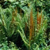 Hardy Cinnamon Fern Osmunda cinnamomea - 2 Top Size Roots Garden Plant