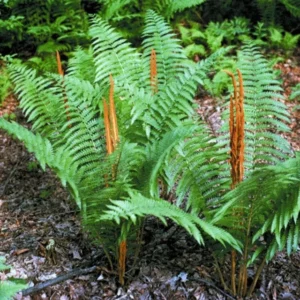 Hardy Cinnamon Fern Osmunda cinnamomea - 2 Top Size Roots Garden Plant