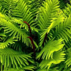 Hardy Cinnamon Fern Osmunda cinnamomea - 2 Top Size Roots Garden Plant