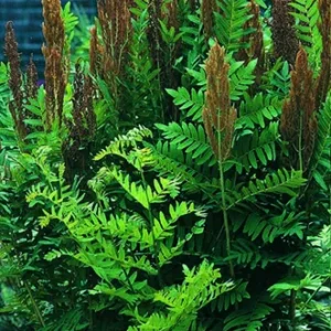 Hardy Cinnamon Fern Osmunda cinnamomea - 2 Top Size Roots Garden Plant