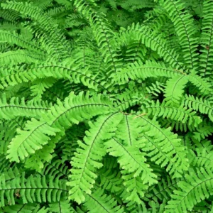Hardy Northern Maidenhair Fern - Adiantum pedatum - 4