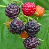 Hardy Raspberry Plant - Black Raspberry Plant - 1 to 2 Year Old Fruit Plant