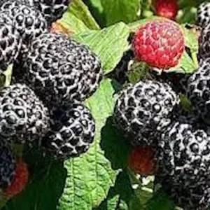 Hardy Raspberry Plant - Black Raspberry Plant - 1 to 2 Year Old Fruit Plant