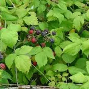 Hardy Raspberry Plant - Black Raspberry Plant - 1 to 2 Year Old Fruit Plant
