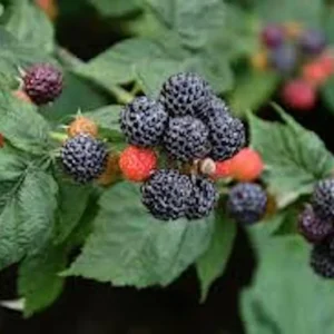 Hardy Raspberry Plant - Black Raspberry Plant - 1 to 2 Year Old Fruit Plant