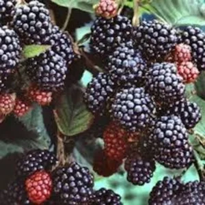 Hardy Raspberry Plant - Black Raspberry Plant - 1 to 2 Year Old Fruit Plant