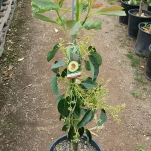 Hass Avocado Grafted Plant - Fruit Tree - Easy Peel - Nutty Taste