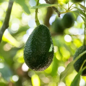 Hass Avocado Grafted Plant - Fruit Tree - Easy Peel - Nutty Taste