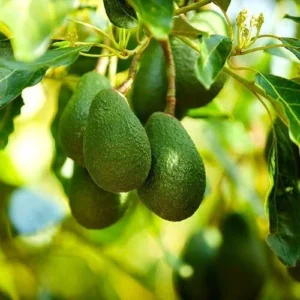 Hass Avocado Tree - Cold Hardy Fruit Tree - 6-12 Inch Tall - Green