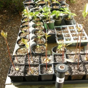 Hass Avocado Tree - Cold Hardy Fruit Tree - 6-12 Inch Tall - Green