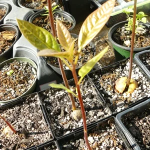 Hass Avocado Tree - Cold Hardy Fruit Tree - 6-12 Inch Tall - Green