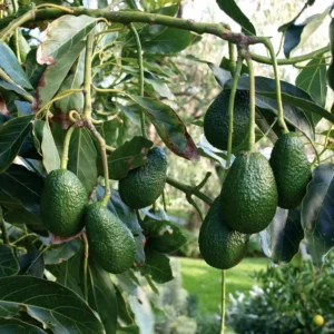 Hass Avocado Tree - Cold Hardy Fruit Tree - 6-12 Inch Tall - Green
