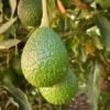 Hass Avocado Tree Seeds - Grow Your Own Avocado Trees - 15 Seeds