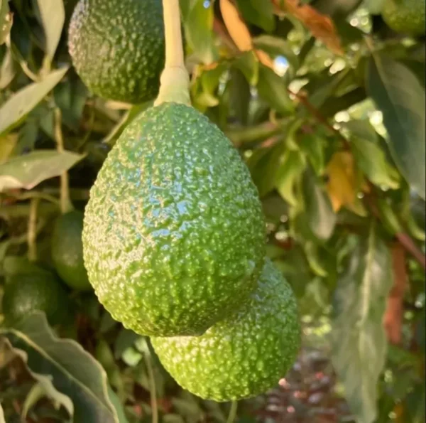 Hass Avocado Tree Seeds - Grow Your Own Avocado Trees - 15 Seeds
