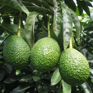 Hass Avocado Tree Seeds - Grow Your Own Avocado Trees - 15 Seeds