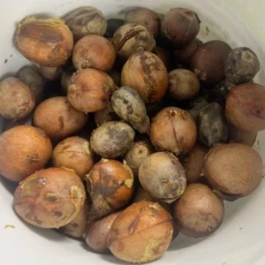 Hass Avocado Tree Seeds - Grow Your Own Avocado Trees - 15 Seeds