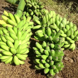 Hawaiian Apple Banana Tree - 2-3 ft Tall Easy to Grow Fruit Tree