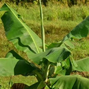 Hawaiian Apple Banana Tree - 2-3 ft Tall Easy to Grow Fruit Tree