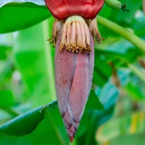 Hawaiian Apple Banana Tree - 2-3 ft Tall Easy to Grow Fruit Tree