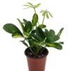 Hawaiian Schefflera Plant - 3.5 Inch Pot - Gold & Green - Indoor Houseplant