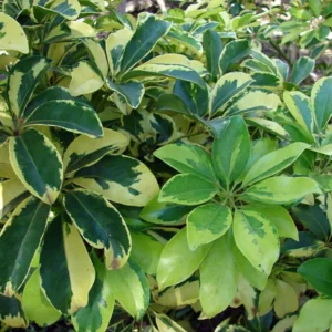 Hawaiian Schefflera Plant - 3.5 Inch Pot - Gold & Green - Indoor Houseplant