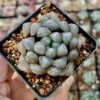 Haworthia Cooperi Purple Succulent Live Plant Small Potted