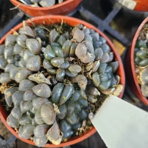 Haworthia Cooperi Purple Succulent Live Plant Small Potted