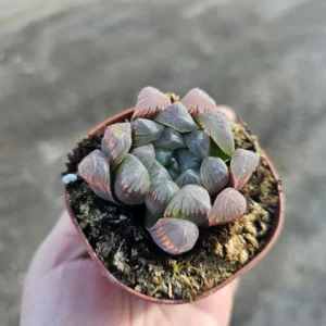 Haworthia Cooperi Purple Succulent Live Plant Small Potted