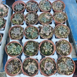 Haworthia Cooperi Purple Succulent Live Plant Small Potted