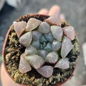 Haworthia Cooperi Purple Succulent Live Plant Small Potted