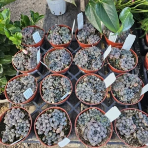 Haworthia Cooperi Purple Succulent Live Plant Small Potted