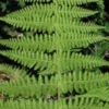 Hay Scented Fern Clumps - 5 Rhizome Bundle - Dennstaedtia Punctilobula