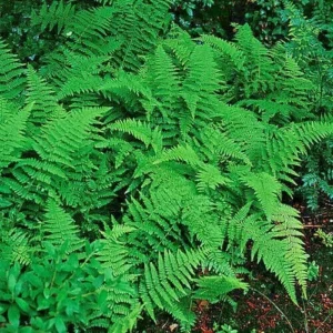Hay Scented Fern Clumps - 5 Rhizome Bundle - Dennstaedtia Punctilobula