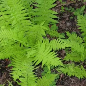 Hay Scented Fern Clumps - 5 Rhizome Bundle - Dennstaedtia Punctilobula