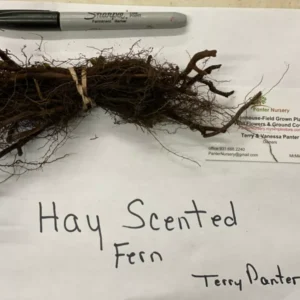 Hay Scented Fern Clumps - 5 Rhizome Bundle - Dennstaedtia Punctilobula