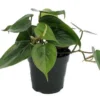 Heart Leaf Philodendron Plant - Easiest Houseplant - 4 Inch Pot - Indoor Vine