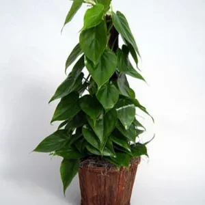 Heart Leaf Philodendron Plant - Easiest Houseplant - 4 Inch Pot - Indoor Vine