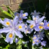 Heirloom Iris Purple Walking Iris - 4 Live Plants - Easy Grow Perennial