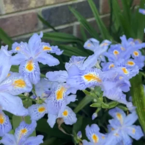 Heirloom Iris Purple Walking Iris - 4 Live Plants - Easy Grow Perennial