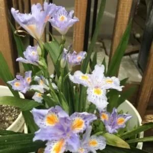 Heirloom Iris Purple Walking Iris - 4 Live Plants - Easy Grow Perennial