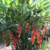 Heliconia Rostrata Rhizomes - 2 Lobster Claw False Bird of Paradise Roots - Ready to Grow