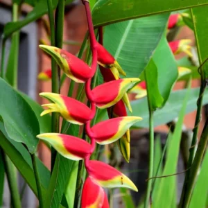 Heliconia Rostrata Rhizomes - 2 Lobster Claw False Bird of Paradise Roots - Ready to Grow
