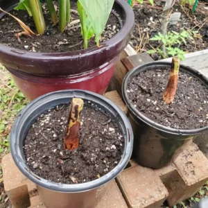 Heliconia Rostrata Rhizomes - 2 Lobster Claw False Bird of Paradise Roots - Ready to Grow