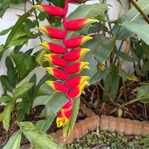 Heliconia Rostrata Rhizomes - 2 Lobster Claw False Bird of Paradise Roots - Ready to Grow