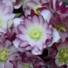 Hellebore 'Blushing Bridesmaid' Lenten Rose 5.25" Potted Perennial