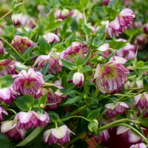 Hellebore 'Blushing Bridesmaid' Lenten Rose 5.25