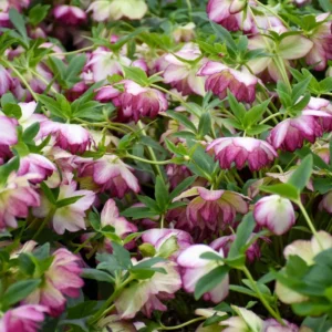 Hellebore 'Blushing Bridesmaid' Lenten Rose 5.25